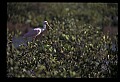 10612-00042-Ibis and Spoonbills-Roseate Spoonbill.jpg