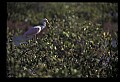 10612-00043-Ibis and Spoonbills-Roseate Spoonbill.jpg