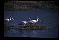 10612-00044-Ibis and Spoonbills-Roseate Spoonbill.jpg
