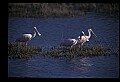 10612-00045-Ibis and Spoonbills-Roseate Spoonbill.jpg