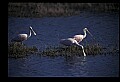 10612-00046-Ibis and Spoonbills-Roseate Spoonbill.jpg