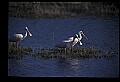 10612-00047-Ibis and Spoonbills-Roseate Spoonbill.jpg