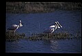 10612-00048-Ibis and Spoonbills-Roseate Spoonbill.jpg