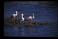10612-00049-Ibis and Spoonbills-Roseate Spoonbill.jpg