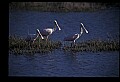 10612-00050-Ibis and Spoonbills-Roseate Spoonbill.jpg