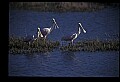 10612-00051-Ibis and Spoonbills-Roseate Spoonbill.jpg