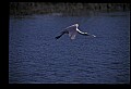 10612-00052-Ibis and Spoonbills-Roseate Spoonbill.jpg