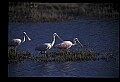10612-00053-Ibis and Spoonbills-Roseate Spoonbill.jpg