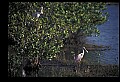 10612-00055-Ibis and Spoonbills-Roseate Spoonbill.jpg