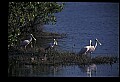 10612-00056-Ibis and Spoonbills-Roseate Spoonbill.jpg