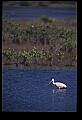 10612-00057-Ibis and Spoonbills-Roseate Spoonbill.jpg