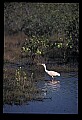 10612-00058-Ibis and Spoonbills-Roseate Spoonbill.jpg