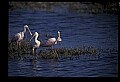 10612-00062-Ibis and Spoonbills-Roseate Spoonbill.jpg
