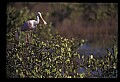 10612-00063-Ibis and Spoonbills-Roseate Spoonbill.jpg
