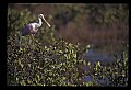 10612-00064-Ibis and Spoonbills-Roseate Spoonbill.jpg