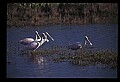 10612-00065-Ibis and Spoonbills-Roseate Spoonbill.jpg