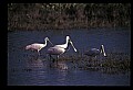 10612-00066-Ibis and Spoonbills-Roseate Spoonbill.jpg