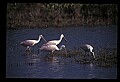10612-00067-Ibis and Spoonbills-Roseate Spoonbill.jpg