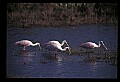 10612-00068-Ibis and Spoonbills-Roseate Spoonbill.jpg