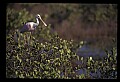 10612-00069-Ibis and Spoonbills-Roseate Spoonbill.jpg