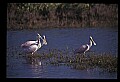 10612-00070-Ibis and Spoonbills-Roseate Spoonbill.jpg