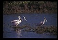 10612-00071-Ibis and Spoonbills-Roseate Spoonbill.jpg
