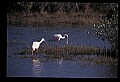 10612-00073-Ibis and Spoonbills-Roseate Spoonbill.jpg