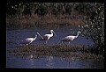 10612-00074-Ibis and Spoonbills-Roseate Spoonbill.jpg