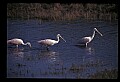 10612-00075-Ibis and Spoonbills-Roseate Spoonbill.jpg