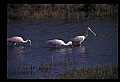 10612-00076-Ibis and Spoonbills-Roseate Spoonbill.jpg