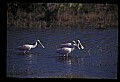 10612-00077-Ibis and Spoonbills-Roseate Spoonbill.jpg