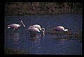 10612-00078-Ibis and Spoonbills-Roseate Spoonbill.jpg