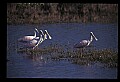 10612-00079-Ibis and Spoonbills-Roseate Spoonbill.jpg
