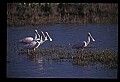 10612-00080-Ibis and Spoonbills-Roseate Spoonbill.jpg