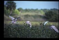 10612-00081-Ibis and Spoonbills-Roseate Spoonbill.jpg