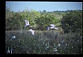 10612-00082-Ibis and Spoonbills-Roseate Spoonbill.jpg