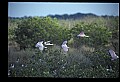 10612-00084-Ibis and Spoonbills-Roseate Spoonbill.jpg