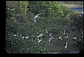 10612-00085-Ibis and Spoonbills-Roseate Spoonbill.jpg