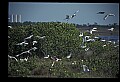 10612-00086-Ibis and Spoonbills-Roseate Spoonbill.jpg