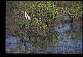 10612-00087-Ibis and Spoonbills-Roseate Spoonbill.jpg
