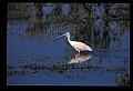10612-00088-Ibis and Spoonbills-Roseate Spoonbill.jpg