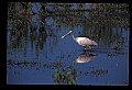 10612-00089-Ibis and Spoonbills-Roseate Spoonbill.jpg