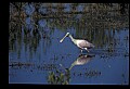 10612-00090-Ibis and Spoonbills-Roseate Spoonbill.jpg