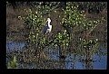 10612-00091-Ibis and Spoonbills-Roseate Spoonbill.jpg