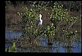 10612-00092-Ibis and Spoonbills-Roseate Spoonbill.jpg