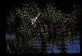 10612-00093-Ibis and Spoonbills-Roseate Spoonbill.jpg
