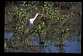 10612-00094-Ibis and Spoonbills-Roseate Spoonbill.jpg