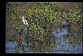 10612-00097-Ibis and Spoonbills-Roseate Spoonbill.jpg