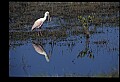 10612-00098-Ibis and Spoonbills-Roseate Spoonbill.jpg
