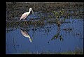 10612-00099-Ibis and Spoonbills-Roseate Spoonbill.jpg